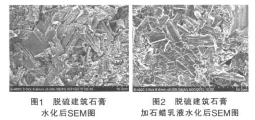 脱硫建筑石膏 水化后 SEM 图