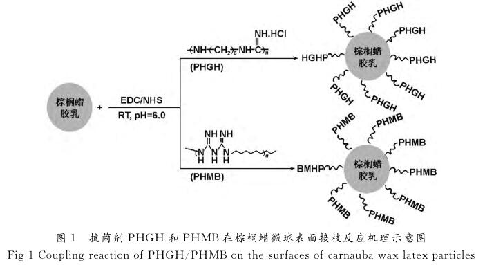 抗菌剂ＰＨＧＨ 和ＰＨＭＢ在棕榈蜡微球表面接枝反应机理示意图