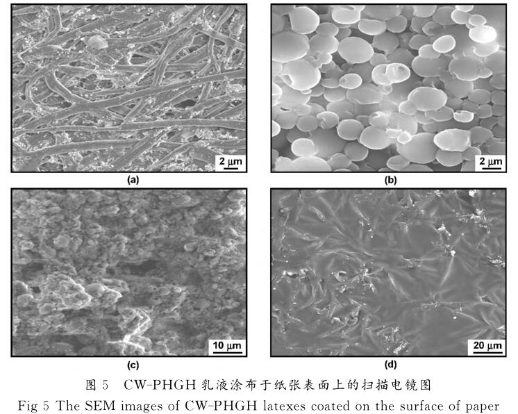 ＣＷ － ＰＨＧＨ 乳液涂布于纸张表面上的扫描电镜图